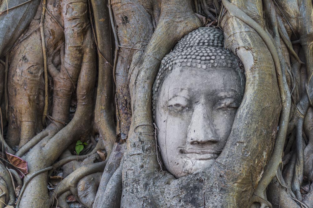 ayutthaya-buddha-fig-tree-thailand-backpacking