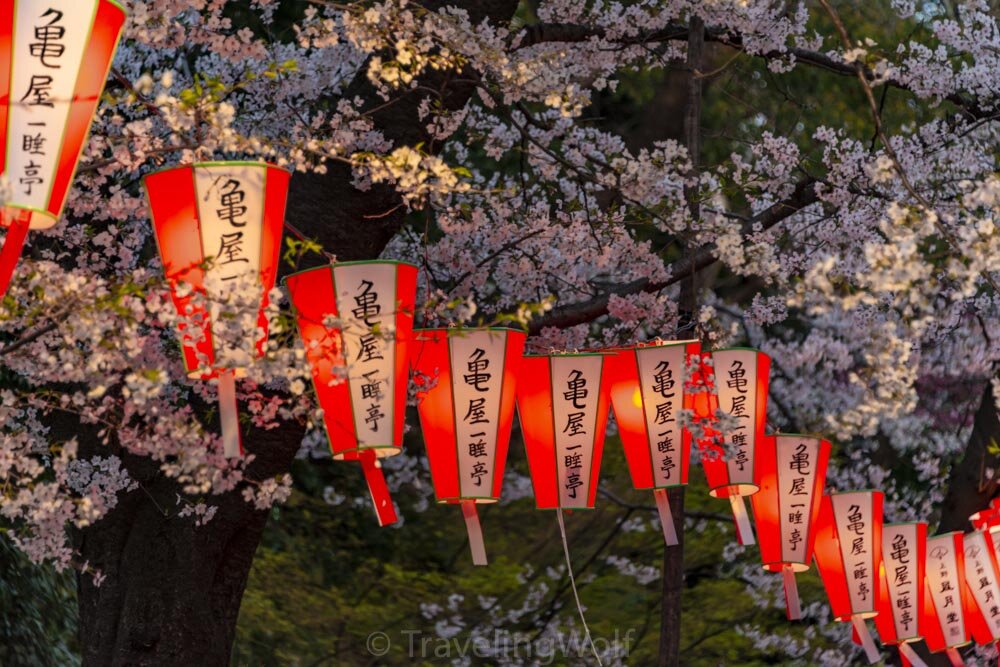 japan hanami festival