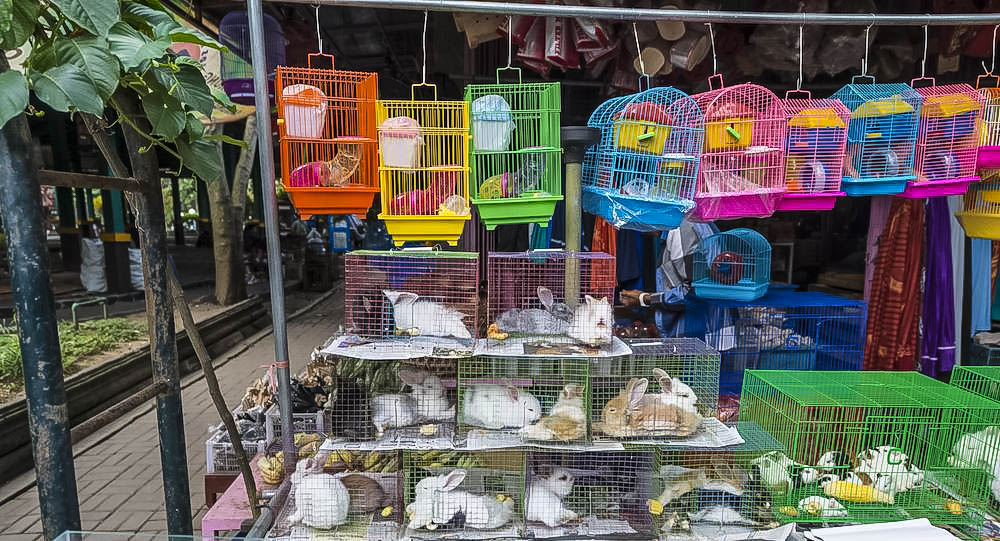 bird market Yogyakarta java