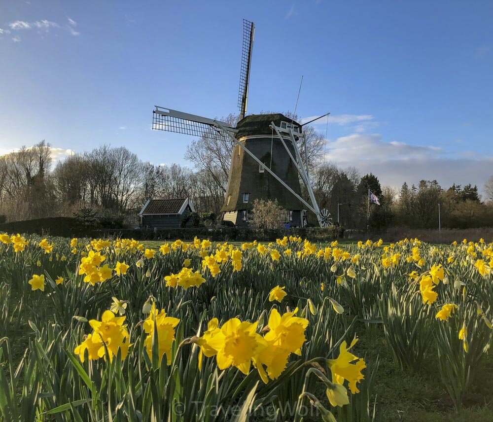 windmill-tulips-amsterdam-netherlands