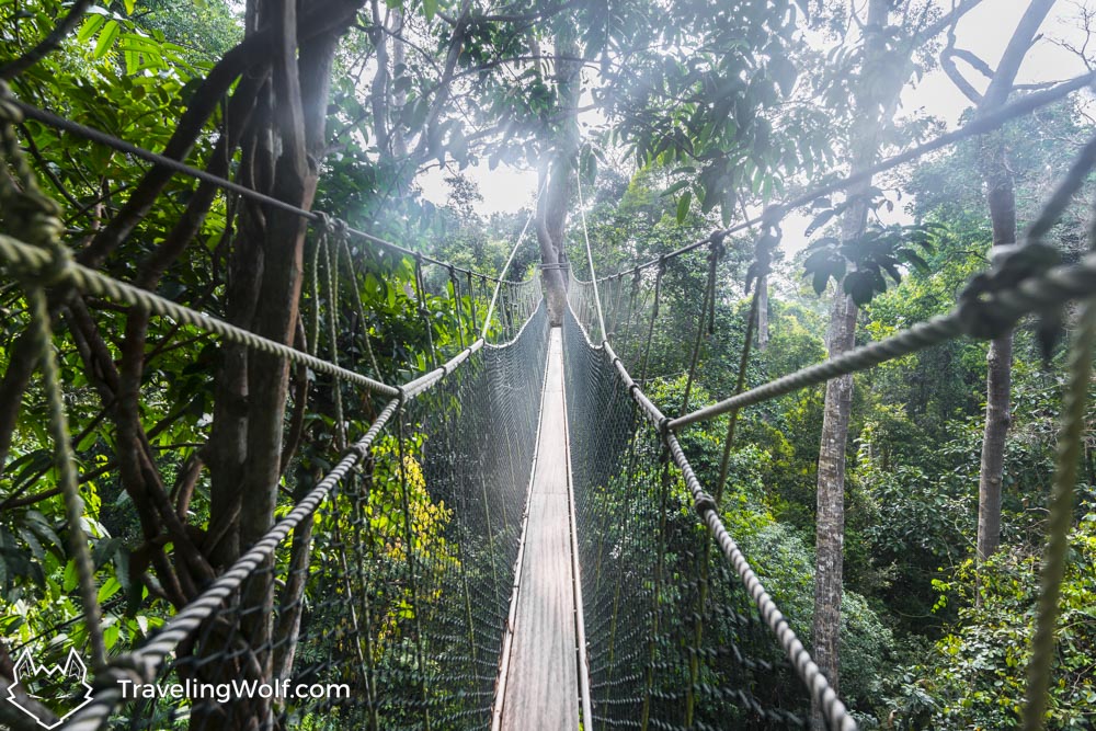 canopy-walk-taman-negara-malaysia-backpacking