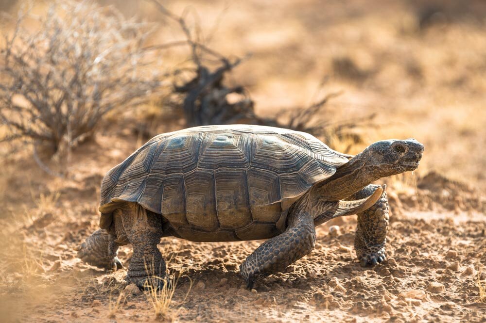 desert-tortoise-valley-of-fire