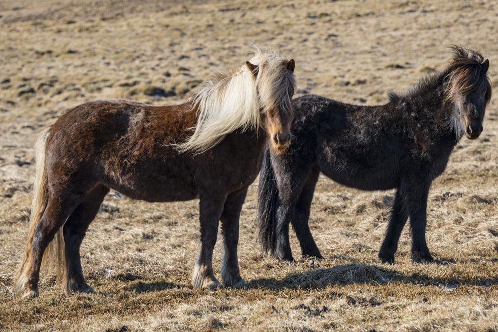 icelandic-horses-iceland.jpg