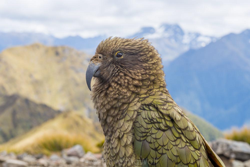 kea-kepler-track-great-walk-new-zealand