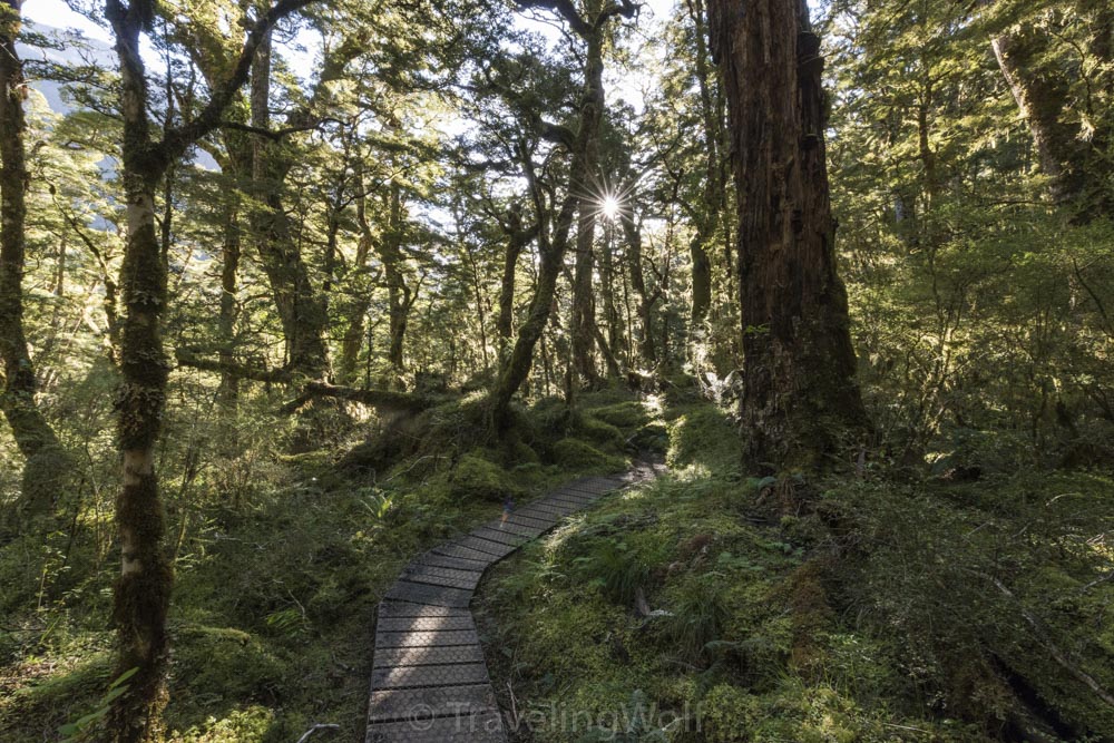 kepler-track-new-zealand-great-walk-forest