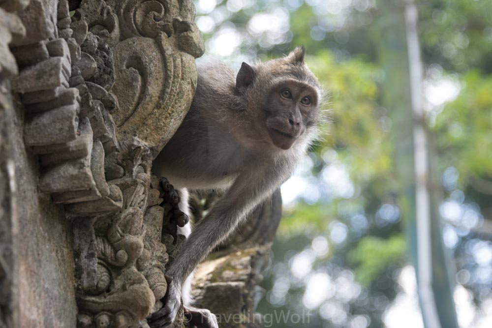 mokey-forest-ubud-bali-indonesia