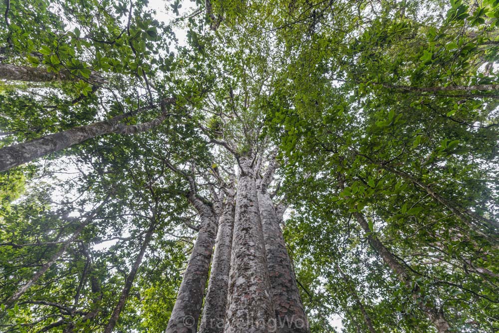 kauri tree northland new zealand