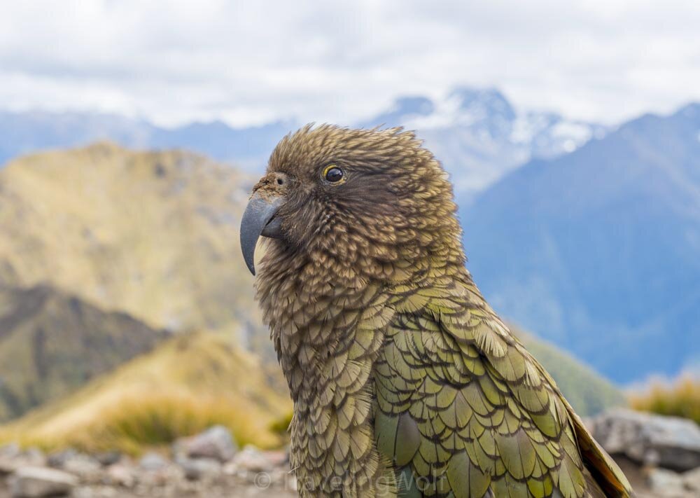 kea on kepler track new zealand