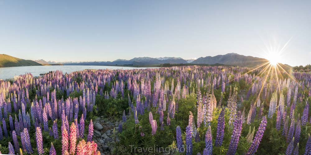 lupine field lake tekapo