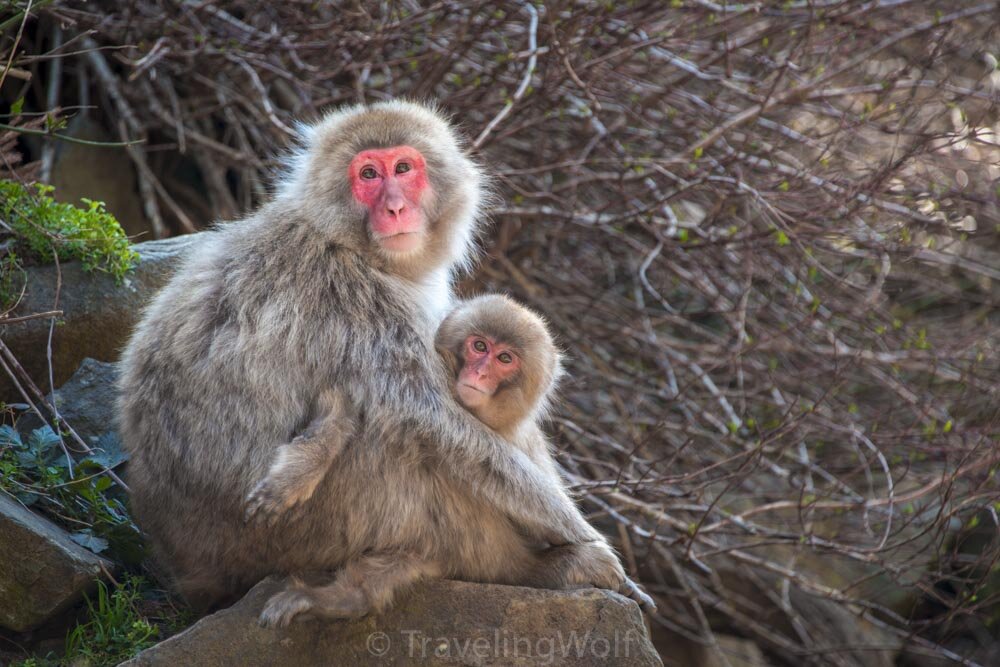 snow monkey park