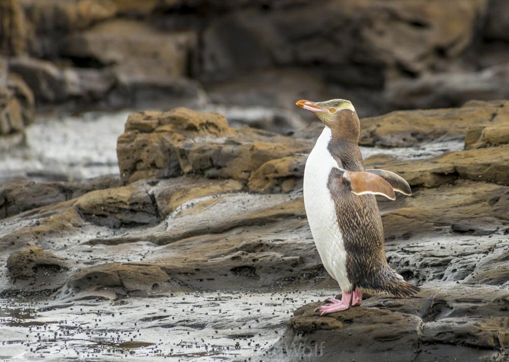 penguin-catlins-new-zealand