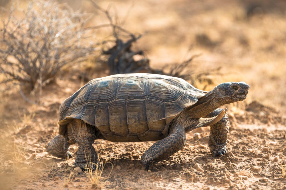 Desert Tortoise Valley of Fire State Park