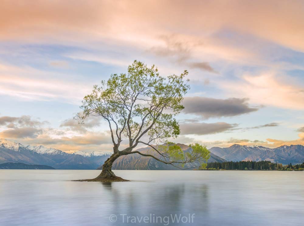 wanaka tree