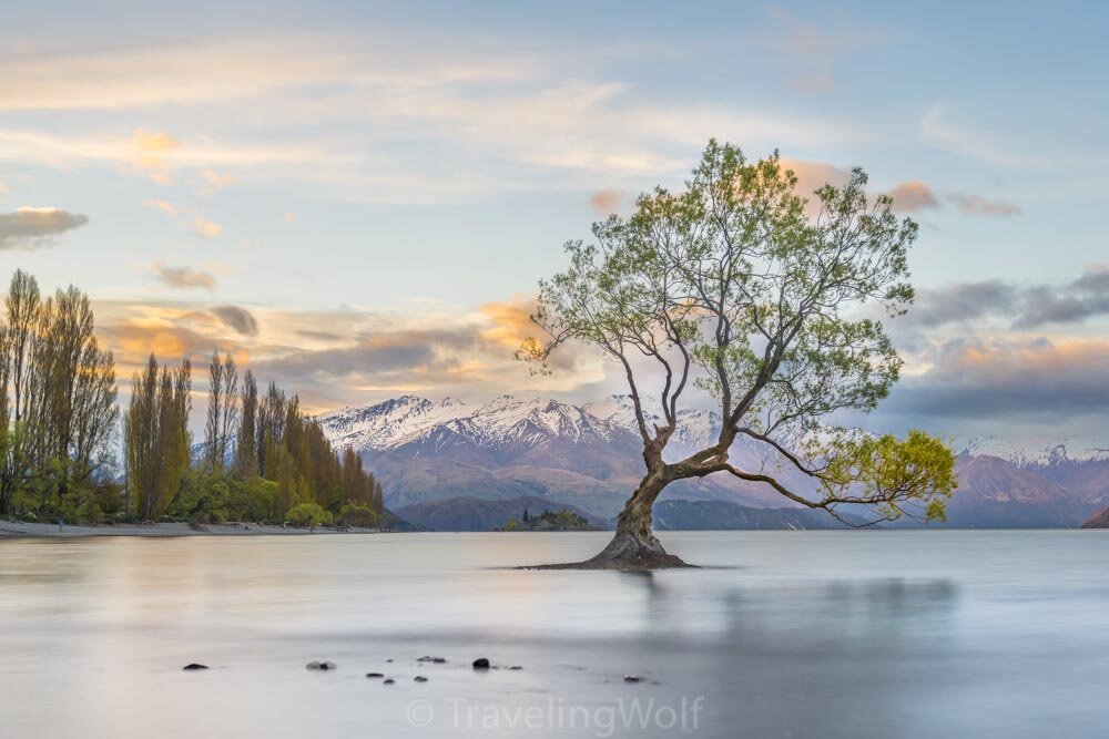 wanaka-tree-new-zealand